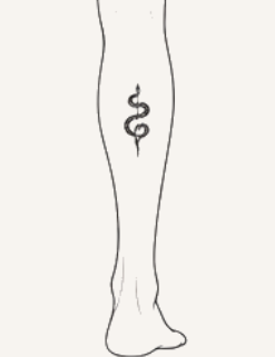 Calf
